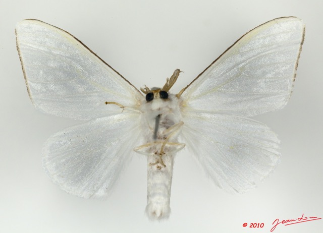 082 Heterocera 176c (FV) Lymantriidae Leucoma sp m 9E5K2IMG_57115wtmk.jpg