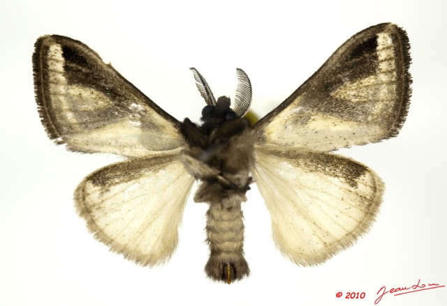084 Heterocera 181c (FV) Lymantriidae Neomardara sp 10E5K2IMG_58033wtmk.jpg