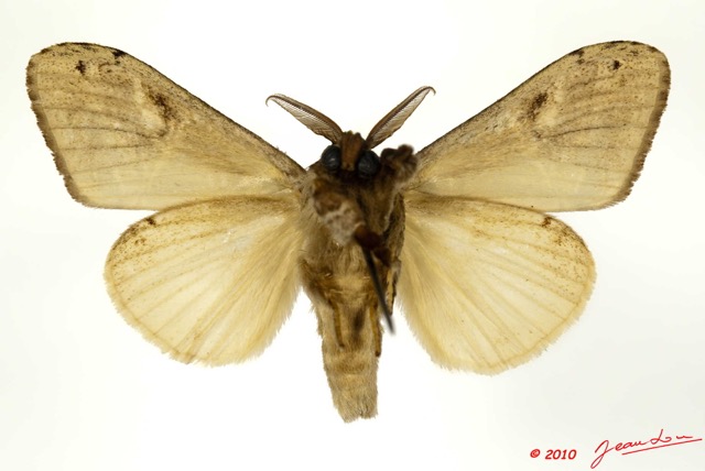 086 Heterocera 185c (FV) Lymantriidae 10E5K2IMG_59418wtmk.jpg