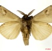 086 Heterocera 185c (FV) Lymantriidae 10E5K2IMG_59418wtmk.jpg