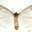 087 Heterocera 198b (FD) Lymantridae f 11E5K2IMG_68705wtmk.jpg