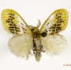 089 Heterocera 201c (FD) Lymantriidae Euproctis sp m 12E5K2IMG_76689wtmk.jpg