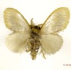 090 Heterocera 201c (FV) Lymantriidae Euproctis sp m 12E5K2IMG_76690wtmk.jpg