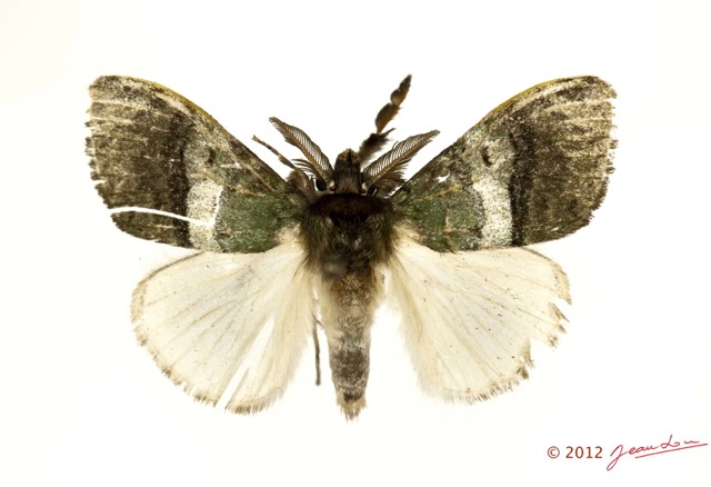 091 Heterocera 201d (FD) Lymantriidae m 12E5K2IMG_76693wtmk.jpg
