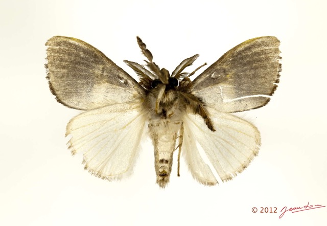 092 Heterocera 201d (FV) Lymantriidae m 12E5K2IMG_76694wtmk.jpg