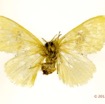 094 Heterocera 202b (FV) Lymantriidae Euproctis sp f 12E5K2IMG_76698wtmk.jpg