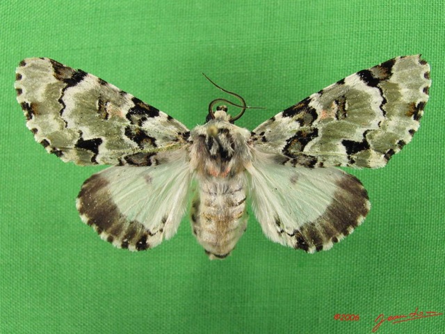 001 Heterocera (FD) Noctuidae Thiacidas schausi f IMG_4864WTMK.jpg