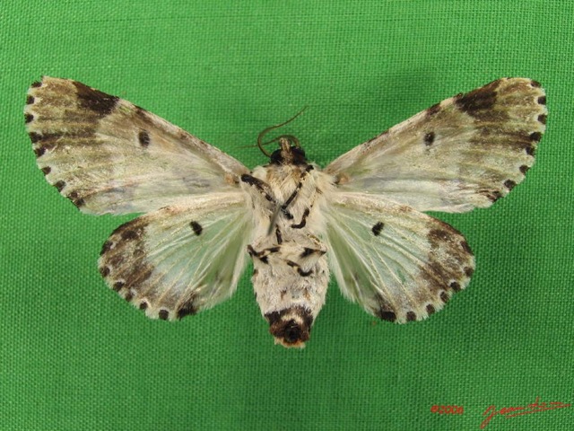 002 Heterocera (FV) Noctuidae Thiacidas schausi f IMG_4865WTMK.jpg