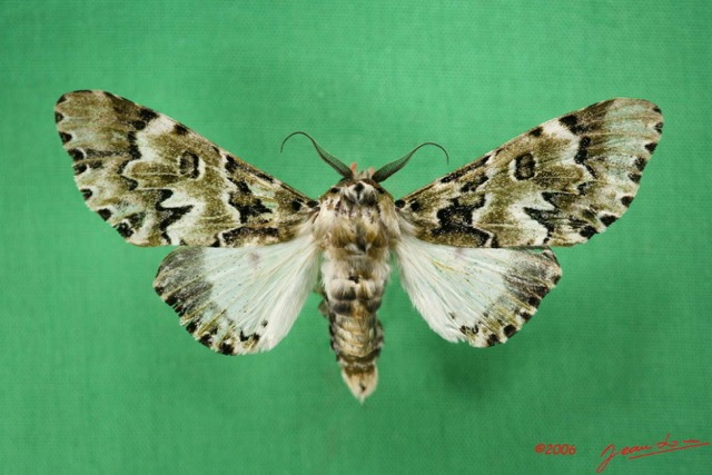 003 Heterocera (FD) Noctuidae Thiacidas schausi m IMG_1659WTMK.jpg