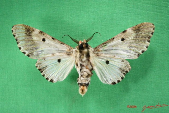 004 Heterocera (FV) Noctuidae Thiacidas schausi m IMG_1662WTMK.jpg