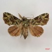 005 Heterocera (FD) Noctuidae Callopistria f IMG_4202WTMK.jpg