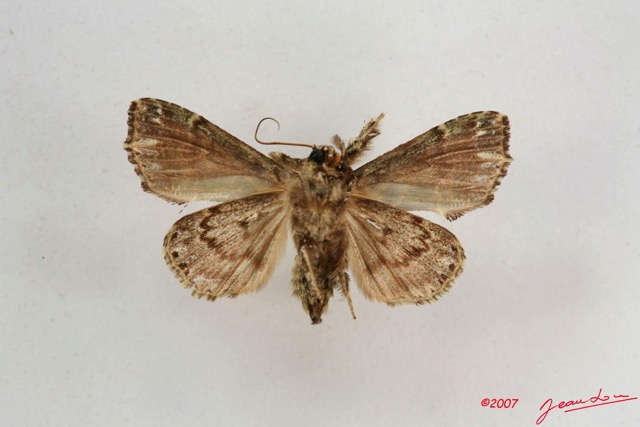 006 Heterocera (FV) Noctuidae Callopistria f IMG_4207WTMK.jpg