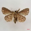 006 Heterocera (FV) Noctuidae Callopistria f IMG_4207WTMK.jpg
