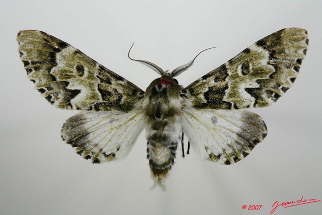 007 Heterocera (FD) Noctuidae Thiacidas schausi m 7EIMG_2088WTMK.jpg