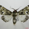 007 Heterocera (FD) Noctuidae Thiacidas schausi m 7EIMG_2088WTMK.jpg