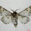 008 Heterocera (FV) Noctuidae Thiacidas schausi m 7EIMG_2091WTMK.jpg