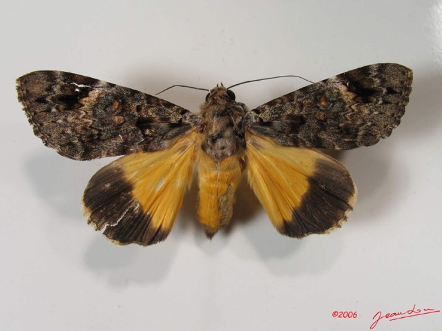 009 Heterocera (FD) Noctuidae Ulotrichopus pseudocatocala f IMG_2579WTMK.jpg