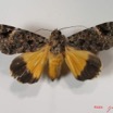 009 Heterocera (FD) Noctuidae Ulotrichopus pseudocatocala f IMG_2579WTMK.jpg