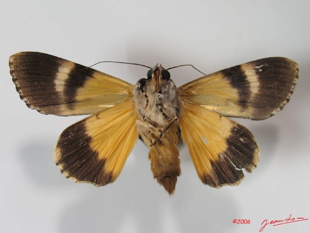 010 Heterocera (FV) Noctuidae Ulotrichopus pseudocatocala f IMG_2581WTMK.jpg