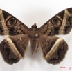 011 Heterocera (FD) Noctuidae Cyligramma magus m IMG_2620WTMK.jpg