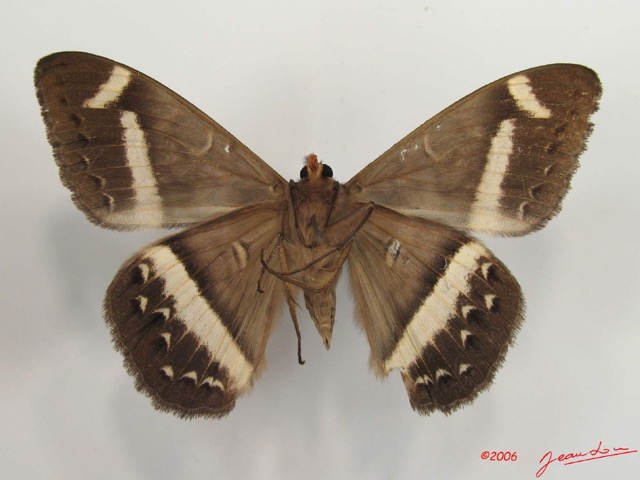 012 Heterocera (FV) Noctuidae Cyligramma magus m IMG_2621WTMK.jpg