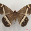 012 Heterocera (FV) Noctuidae Cyligramma magus m IMG_2621WTMK.jpg