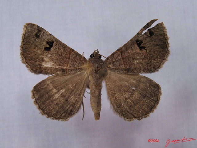 013 Heterocera (FD) Noctuidae Mocis mutuaria IMG_3246WTMK.jpg