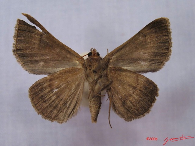 014 Heterocera (FV) Noctuidae Mocis mutuaria IMG_3247WTMK.jpg