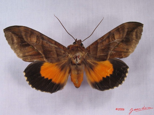 015 Heterocera (FD) Noctuidae Eudocima divitiosa m IMG_3479WTMK.jpg