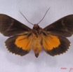 016 Heterocera (FV) Noctuidae Eudocima divitiosa m IMG_3481WTMK.jpg