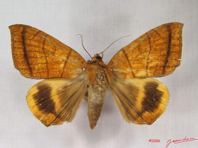 017 Heterocera (FD) Noctuidae Achaea catocalina f IMG_3713WTMK.jpg