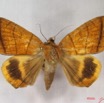 017 Heterocera (FD) Noctuidae Achaea catocalina f IMG_3713WTMK.jpg