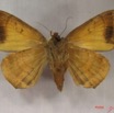 018 Heterocera (FV) Noctuidae Achaea catocalina f IMG_3714WTMK.jpg