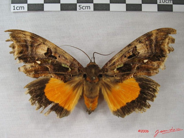 019 Heterocera (FD) Noctuidae Eudocima divitiosa f IMG_3866WTMK.jpg