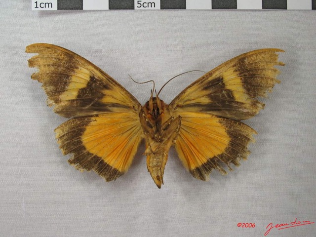 020 Heterocera (FV) Noctuidae Eudocima divitiosa f IMG_3867WTMK.jpg
