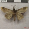 024 Heterocera (FV) Noctuidae Quadrifinae IMG_3889WTMK.jpg