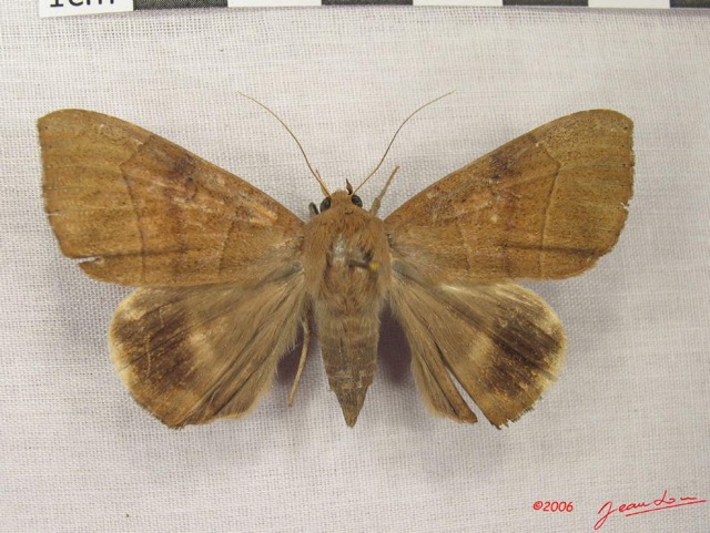 025 Heterocera (FD) Noctuidae Achaea faber f IMG_3911WTMK.jpg