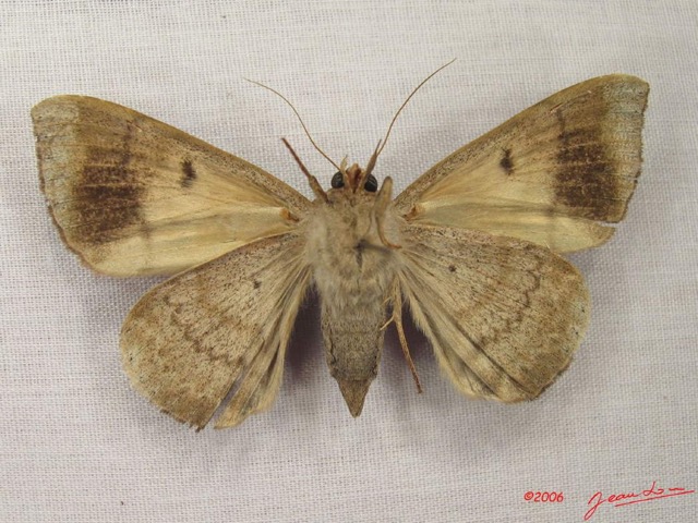 026 Heterocera (FV) Noctuidae Achaea faber f IMG_3912WTMK.jpg
