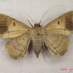026 Heterocera (FV) Noctuidae Achaea faber f IMG_3912WTMK.jpg