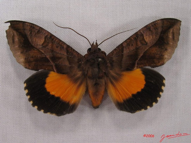 029 Heterocera (FD) Noctuidae Eudocima divitiosa m IMG_3999WTMK.jpg