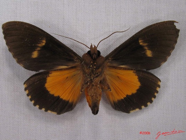 030 Heterocera (FV) Noctuidae Eudocima divitiosa m IMG_4000WTMK.jpg