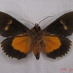 030 Heterocera (FV) Noctuidae Eudocima divitiosa m IMG_4000WTMK.jpg