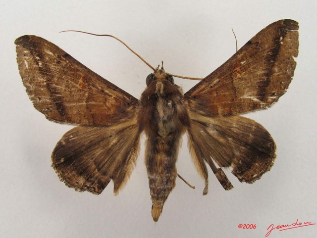 031 Heterocera (FD) Noctuidae Ogovia sp IMG_4450WTMK.jpg