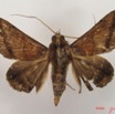 031 Heterocera (FD) Noctuidae Ogovia sp IMG_4450WTMK.jpg