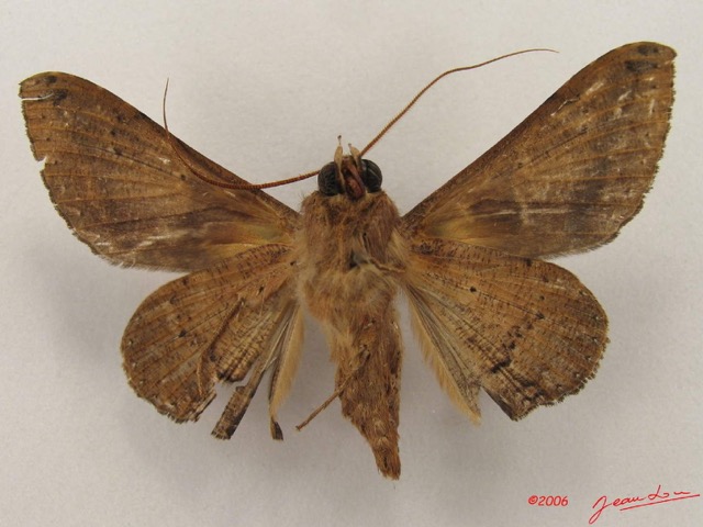 032 Heterocera (FV) Noctuidae Ogovia sp IMG_4451WTMK.jpg