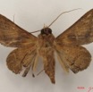 032 Heterocera (FV) Noctuidae Ogovia sp IMG_4451WTMK.jpg
