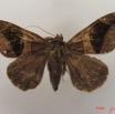 033 Heterocera (FD) Noctuidae Dysgonia sp IMG_4665WTMK.jpg