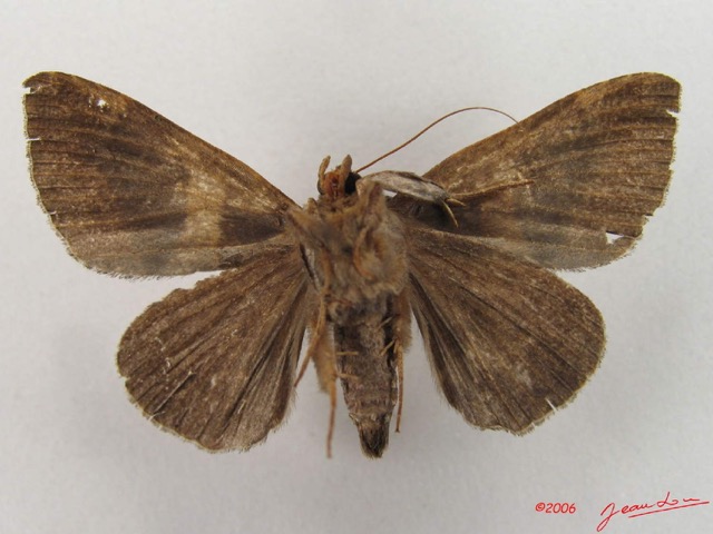 034 Heterocera (FV) Noctuidae Dysgonia sp IMG_4667WTMK.jpg
