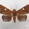 035 Heterocera (FD) Noctuidae Episparis sp IMG_4709WTMK.jpg