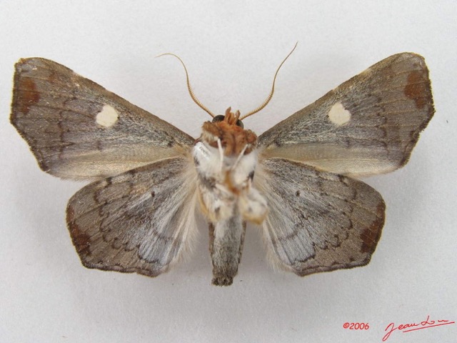 036 Heterocera (FV) Noctuidae Episparis sp IMG_4712WTMK.jpg